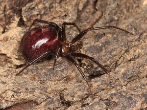 L'araignée à dos rouge (Steadota spp.)