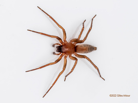 L'araignée à sac (Clubionidae)