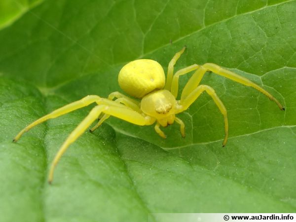 L'araignée crabe verte (Misumena vatia)