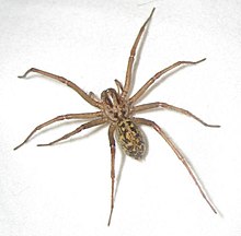 L'araignée domestique (Eratigena spp.)