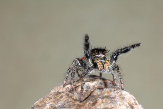 L'araignée sauteuse (Salticidae)