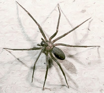 L'araignée violoniste (Loxosceles reclusa)