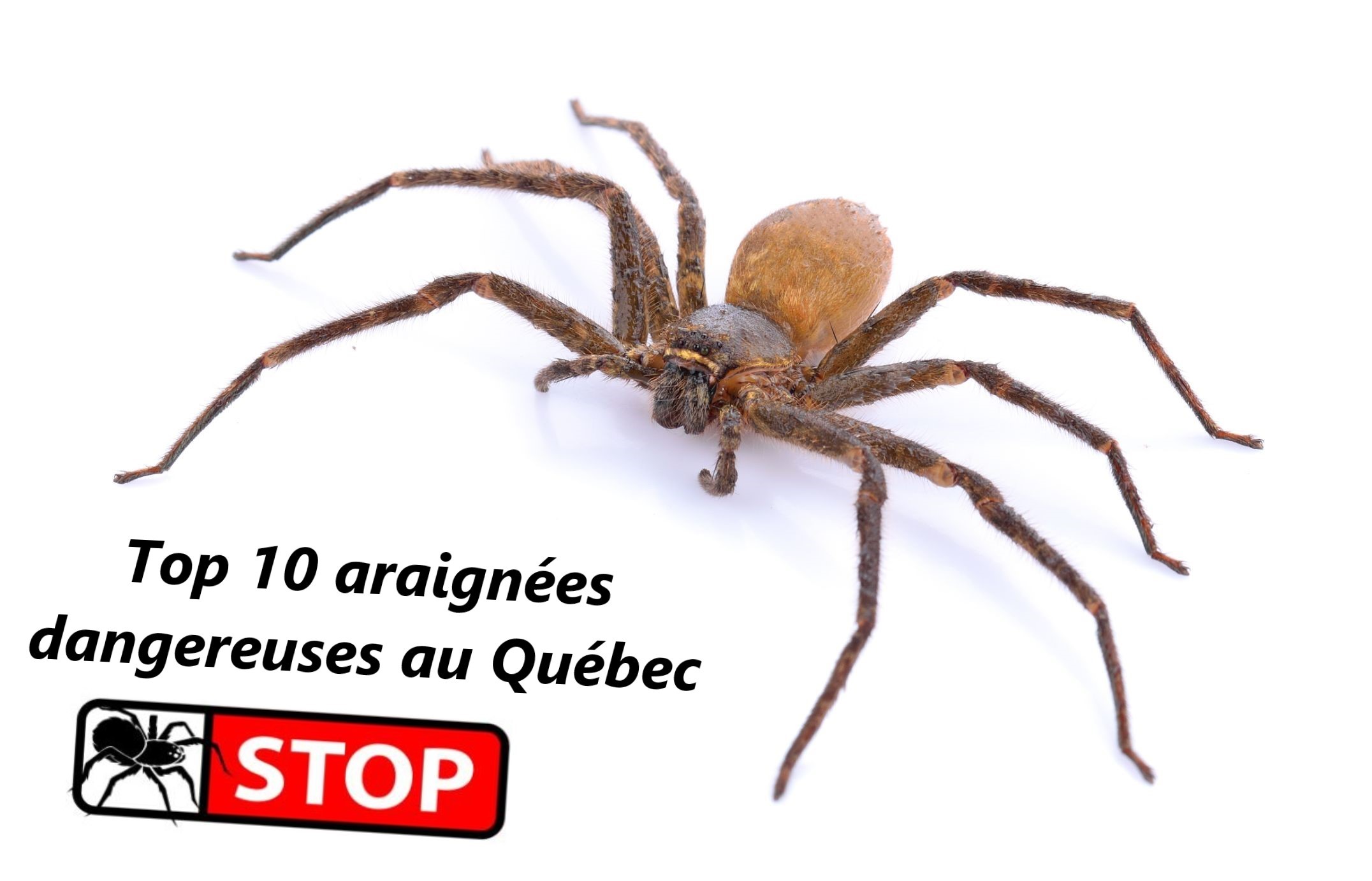 araignees dangereuses quebec